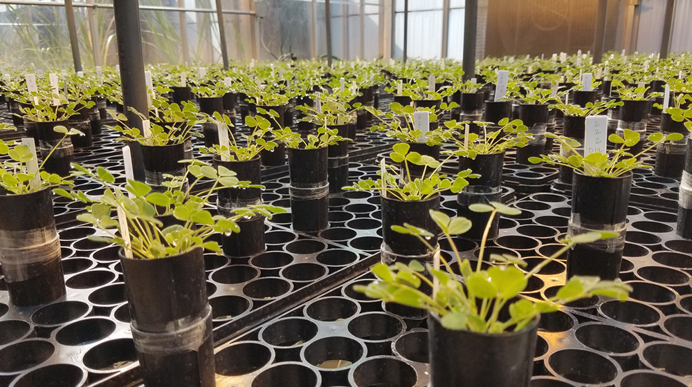 Michael Grillo's research plants in a greenhouse